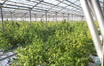 На Прикарпатье нашли плантацию марихуаны в четыре гектара (фото)
