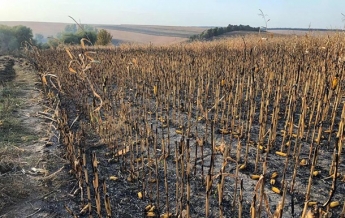 На Полтавщине горело поле кукурузы площадью более двух тысяч гектаров