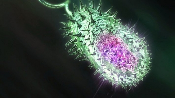 В Мелитополе снова обнаружили холерный вибрион