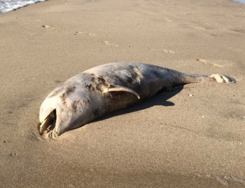 На побережье Кирилловки обнаружили мертвого дельфина (ФОТО, ВИДЕО)