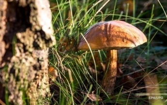 На Буковине четверо людей отравились грибами