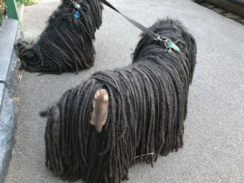 Собака принесла з прогулянки незвичайну істоту, причому на своїй шерсті (фото)