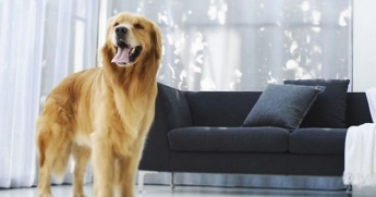 В парламенте хотят запретить держать в квартирах собак крупных пород