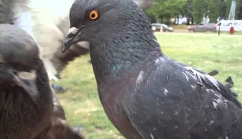 Голуби-гурманы: запорожские птицы удивили горожан своими 