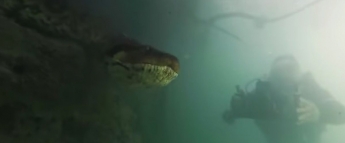 Дайвери виявили на дні річки 7-метрову величезну анаконду і вирішили її познімати – дикі кадри (відео)