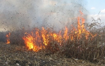 В Полтавской области сгорели 60 гектар кукурузы