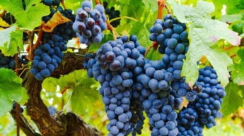 Почему виноград нужно есть с косточками