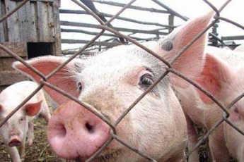 В Запорожской области на крупной свиноферме выявили африканскую чуму свиней