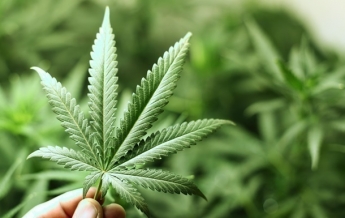 В столице Австралии разрешили употребление марихуаны