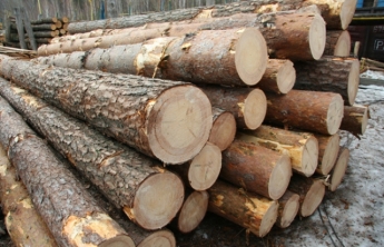 Трагедія на Рахівщині: Дерев'яна колода вбила 6-річну дитину