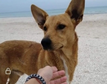 Собака, на которую натравили питбуля в Кирилловке, нашла хозяев (фото)