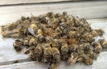 Мертвые пчелы на стаканы и зеленое пиво – изыски ярмарки в Мелитополе