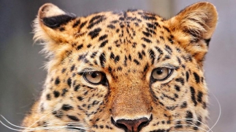 Найди леопарда: пользователи сети "ломают" голову над новой загадкой (фото)