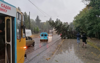 Во Львове ураган повалил деревья и оборвал электропровода (фото, видео)