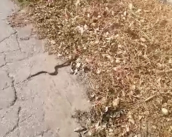 В Мелитополе территорию коммунального предприятия атакуют змеи (видео)