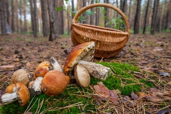 Трое жителей Запорожской области оказались в реанимации из-за грибов