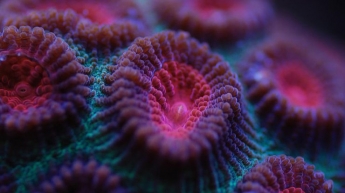 Кораллы впервые "восстали из мертвых"