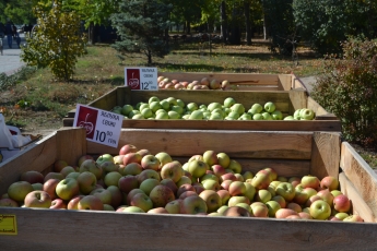 Дешевые яблоки и шашлык - чем еще на Покровскую ярмарку горожан завлекали (фото)