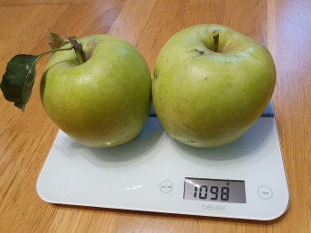 Под Мелитополем вырастили японское яблоко гигантских размеров (фото)