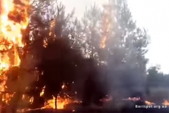 Под Киевом отдых компании с шашлыками обернулся страшным пожаром в лесу: фото и видео