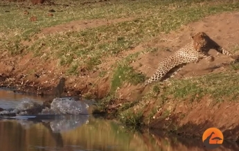 Бой крокодила и леопарда за еду сняли на видео