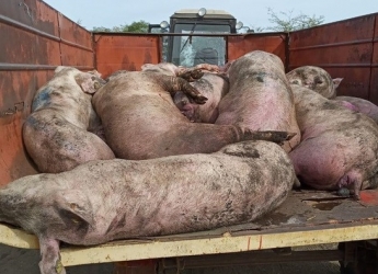 В селе Запорожской области из-за африканской чумы свиней уничтожены все животные