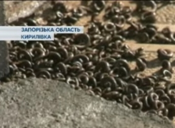 Энтомологи и власть в Кирилловке рассказали, с чем связано нашествие червей на курортный поселок (видео)