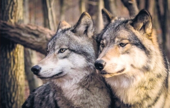 В Запорожской области заметили волков и шакалов