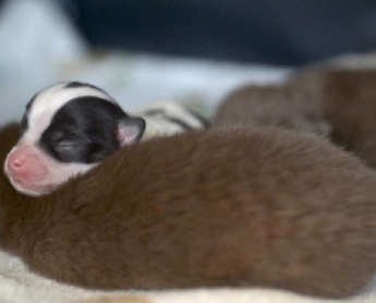 Від новонародженого щеня відмовилася рідна мати, але на допомогу прийшла мама-кішка