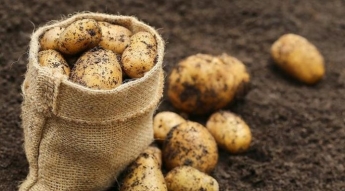 В Запорожской области дешевеет картофель, – аналитики