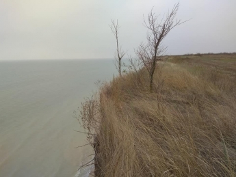 Азовское море стремительно поглощает берег - деревья падают в воду (фото)