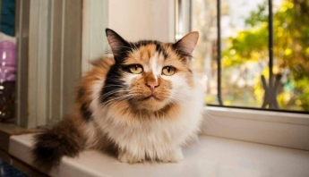 В Запорожье запечатлели кошку с "человеческим" лицом (ФОТО)
