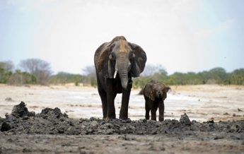 В Зимбабве из-за голода погибли 55 слонов (видео)