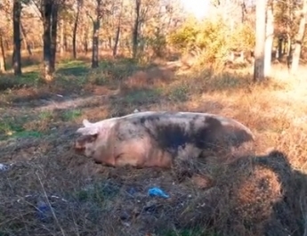 По лесопарку в Мелитополе гуляют огромные свиньи (видео)