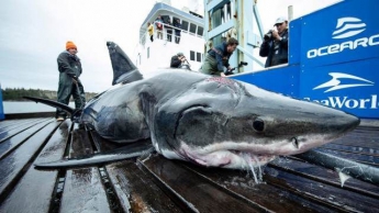 У США виловили білу акулу, яку загриз якийсь монстр (фото)