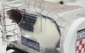 Ученые научили крыс управлять мини-авто (видео)