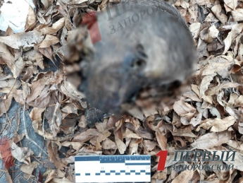 В лесопосадке на окраине Запорожья собаки нашли человеческую голову