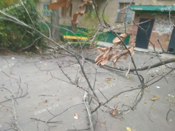 В Мелитополе у подъезда многоэтажки рухнуло дерево (фото)