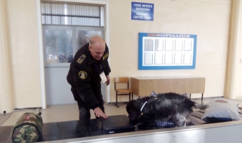В аэропорту Запорожья собака унюхала 