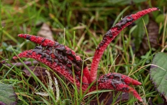 Впервые за 20 лет найден гриб "пальцы дьявола" (фото)