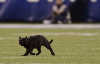 В США черный кот выбежал на поле во время футбольного матча