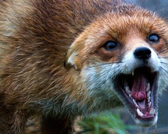 В Запорожской области во дворе дома лиса бросалась на животных и хозяина (ФОТО)