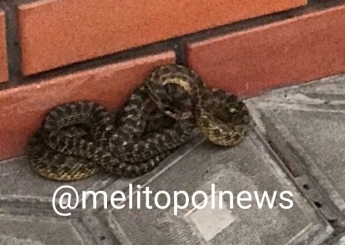 В Мелитополе змея поселилась у входа в магазин (фото)