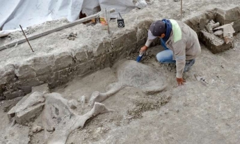 Найдено первое в мире кладбище животных-гигантов. Фото