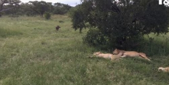 Беззаботный кабан не на шутку разозлил львов (видео)