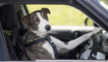 Курьёз: в Запорожье заметили собаку за рулём (ФОТО)