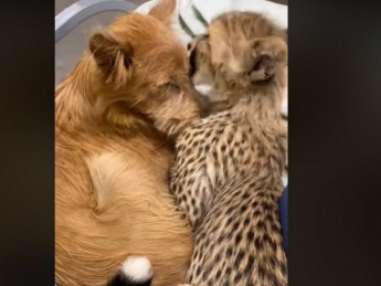 «Давай я тебя умою перед сном»: сеть растрогали новые видео сдружившихся собаки и детеныша гепарда