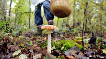 В Запорожской области очередной случай отравления грибами