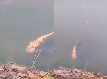 У Китаї зняли на відео рибу з «людським обличчям»