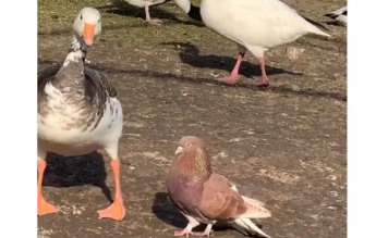Курьезы. В мелитопольском зоопарке голубь решил "жениться" на гусыне (видео)